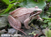 Wood Frog Photo