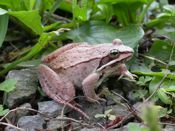 Wood Frog Photo
