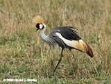 Gray Crowned Crane photo