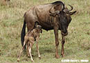 Newborn Wildebeest Nursing Photo